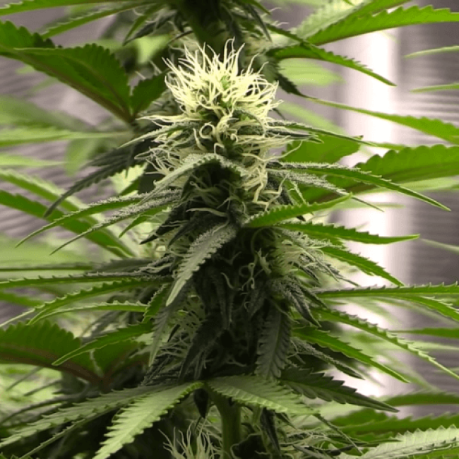 Girl Scout Cookies Auto Feminised