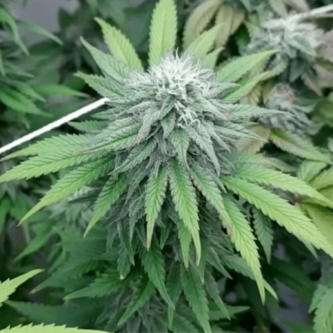  Northern Lights Auto - high yield autoflowering marijuana seeds with THC