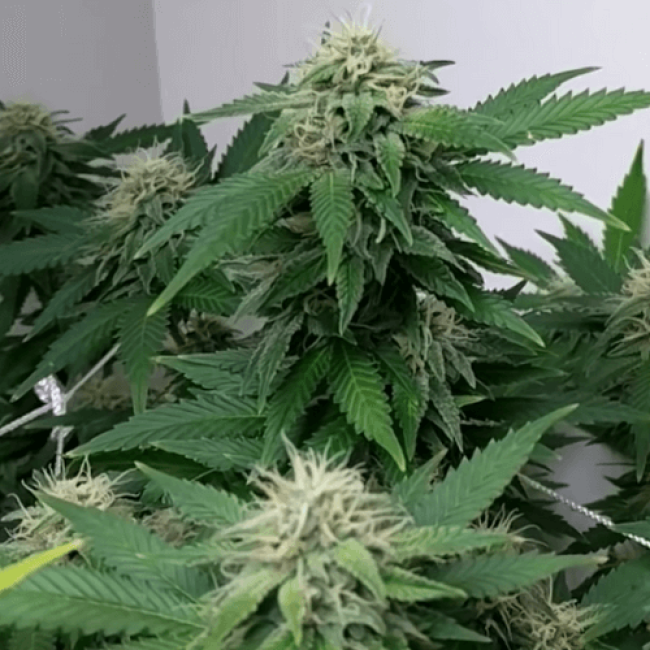  Northern Lights Auto - high yield autoflowering marijuana seeds with THC