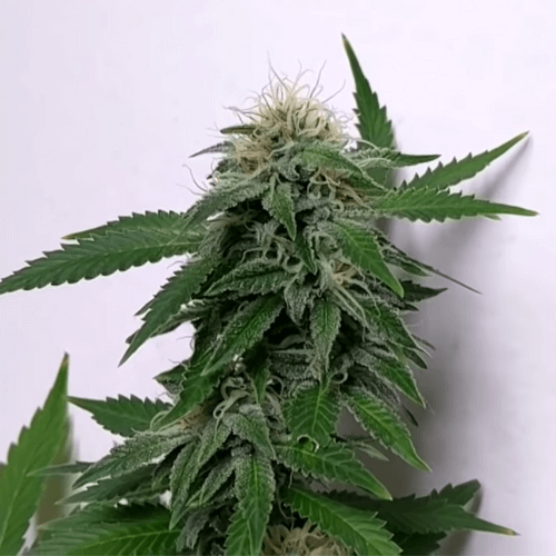  Northern Lights Auto - high yield autoflowering marijuana seeds with THC