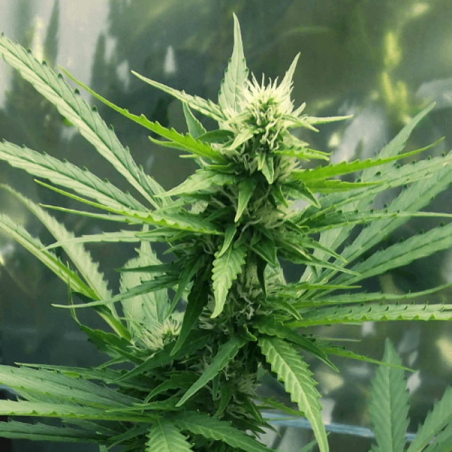 AK 47 Autoflowering AK 47 Autoflowering