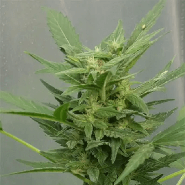 Bubblegum Autoflowering