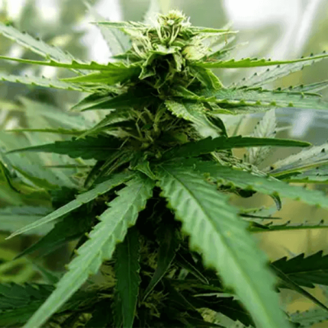 Jack Herer Autoflowering