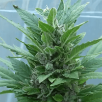 Kali Mist Autoflowering