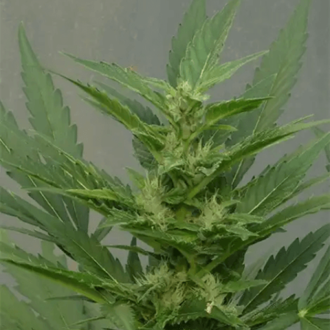 Mazar Autoflowering