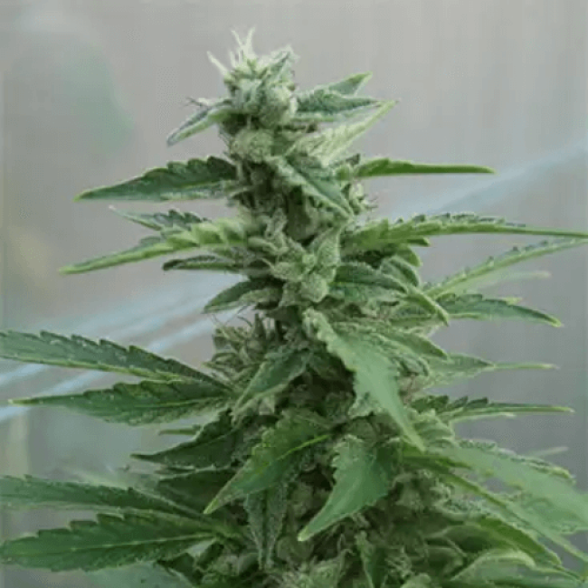 Northern Lights Autoflowering