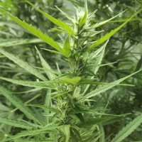 Power Plant Autoflowering