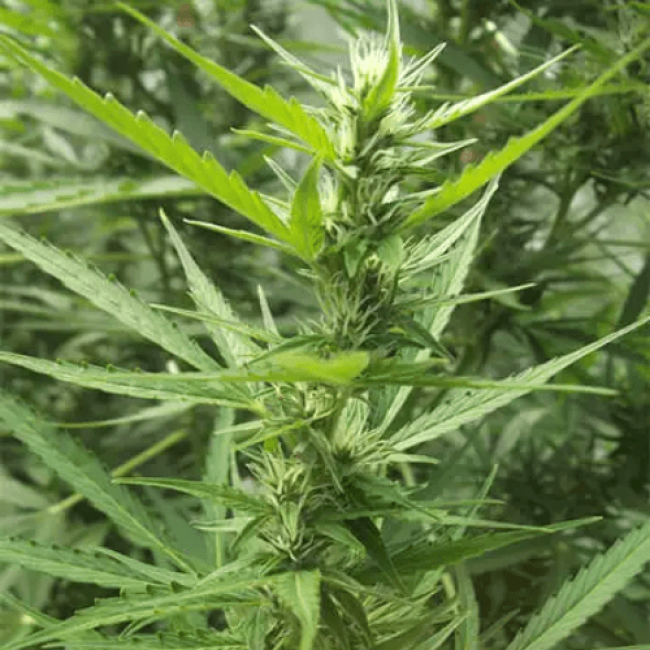 Семена конопли Power Plant Autoflowering