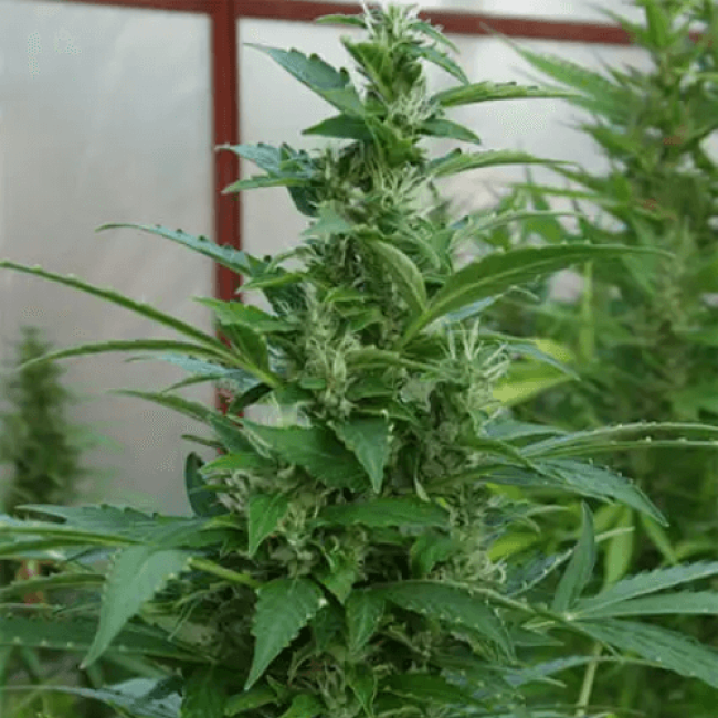 Семена конопли Skunk Autoflowering