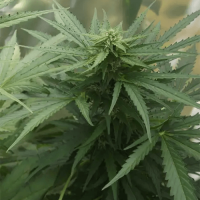White Widow Autoflowering
