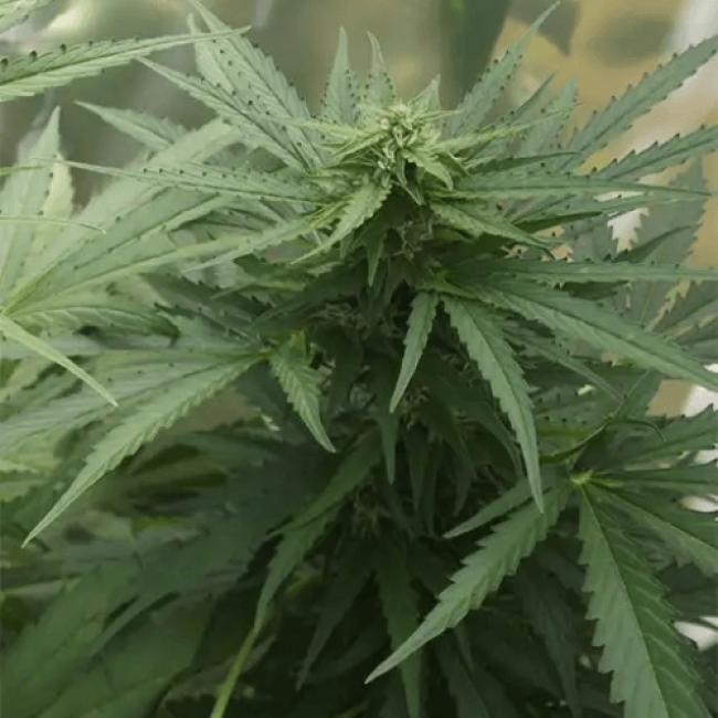 Семена конопли White Widow Autoflowering