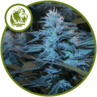 AK Auto Feminised