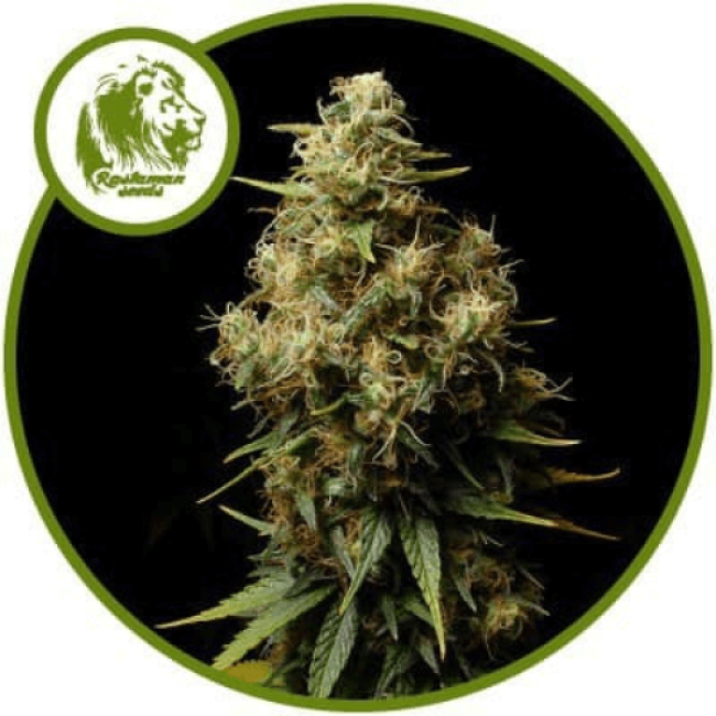 Buddha's Sativa Feminised Buddha's Sativa Feminised