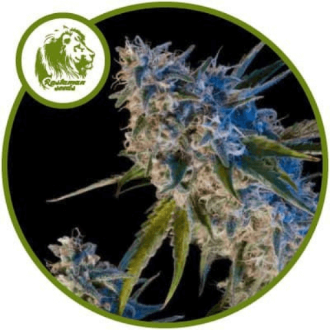 Насіння конопель Early Kush Feminised Насіння конопель Early Kush Feminised