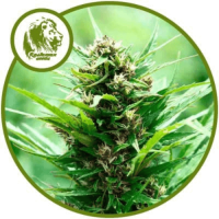 Fruity Jack Auto Fem