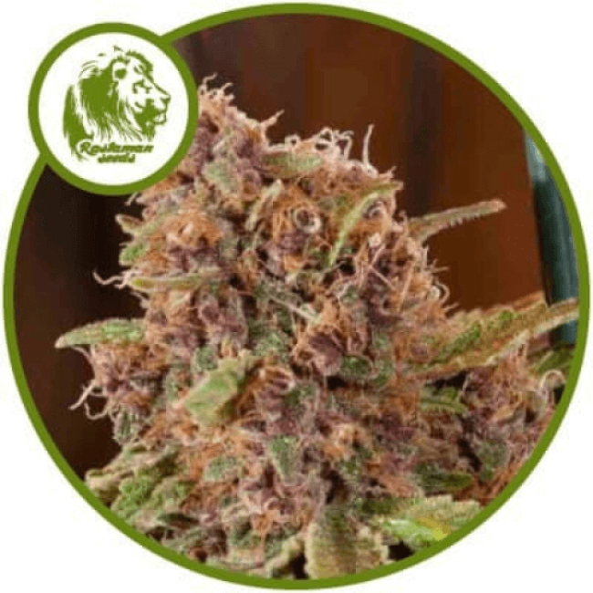 Grapefruit Auto Fem Grapefruit Auto Fem