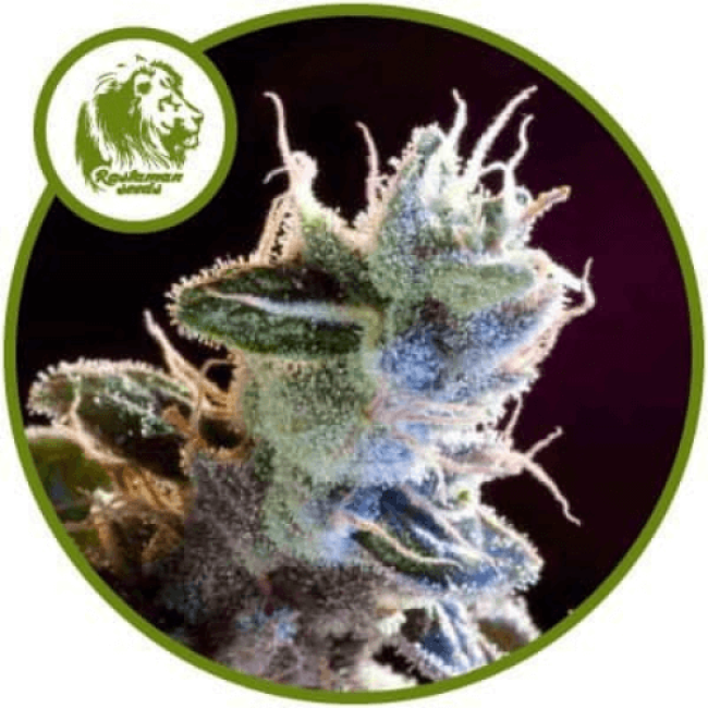 Great White Russian Fem