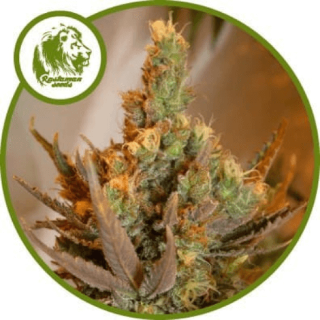 Семена конопли Hash Plant Feminised Семена конопли Hash Plant Feminised