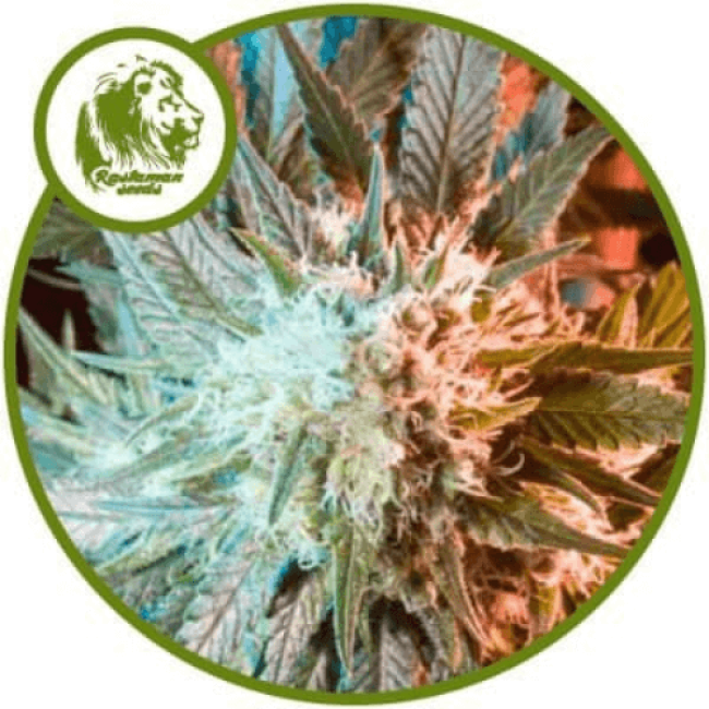 Семена конопли Massive Haze Feminised Семена конопли Massive Haze Feminised