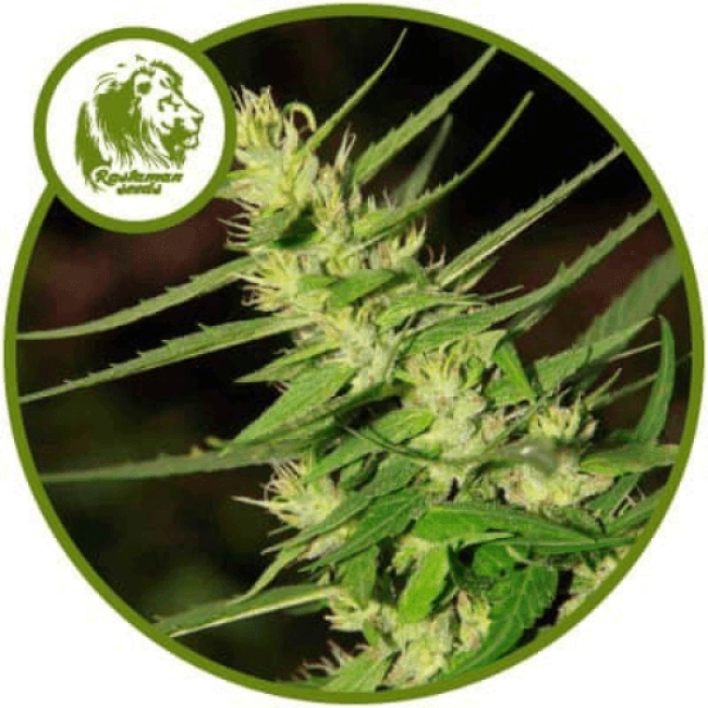 насіння конопель Massive Skunk Feminised насіння конопель Massive Skunk Feminised