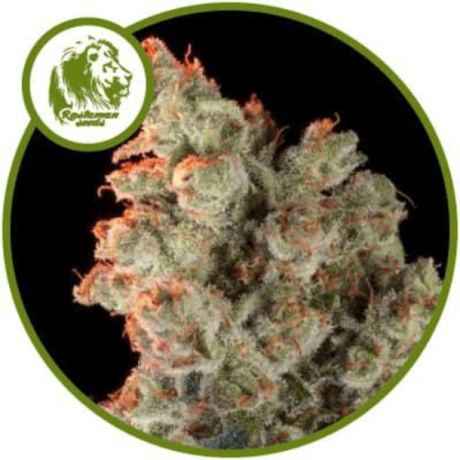 Семена конопли Super Silver Haze Fem Семена конопли Super Silver Haze Fem
