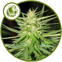 White Widow Auto Feminised