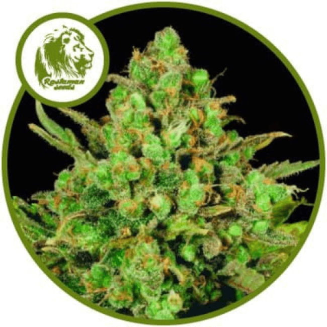 White Widow Feminised