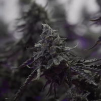 Amnesia Afghan Fem