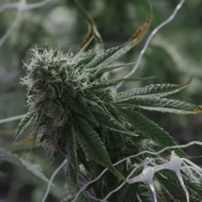 Насіння конопель Amnesia Auto