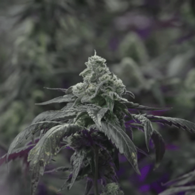 Насіння конопель Amnesia Auto