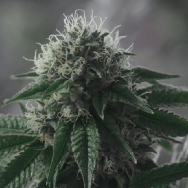 Насіння конопель Amnesia Auto
