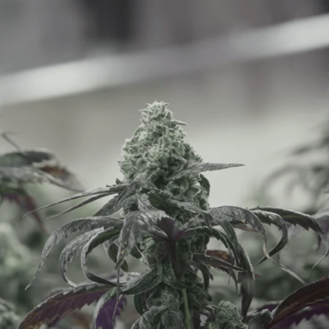 Насіння конопель Amnesia Auto Насіння конопель Amnesia Auto