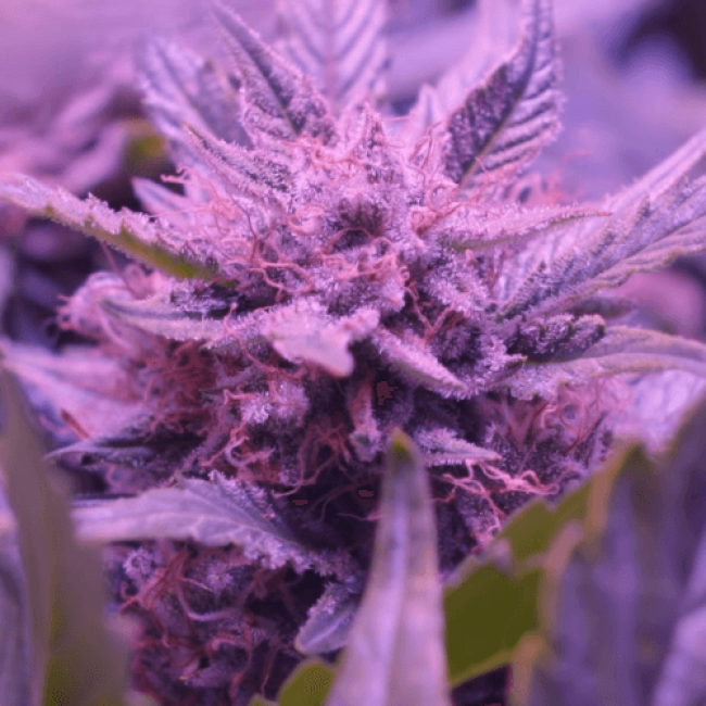 Auto Blueberry