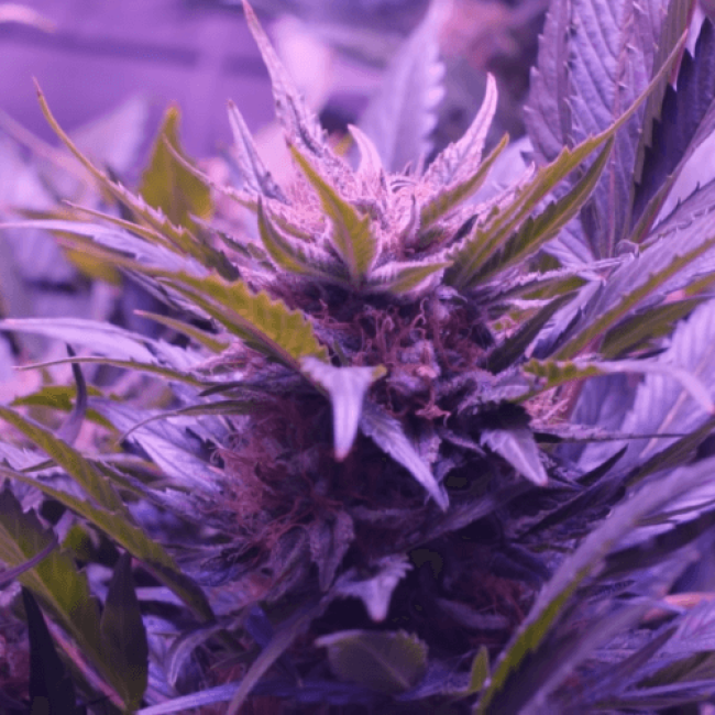 Auto Blueberry