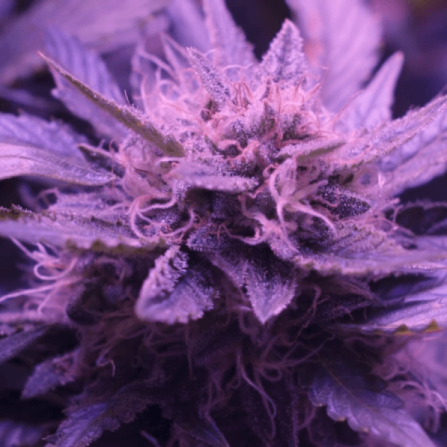 Auto Blueberry