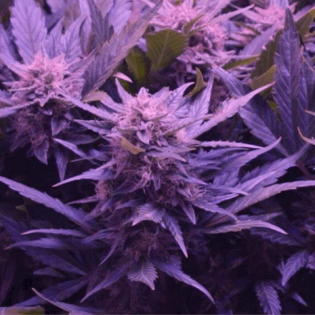 Auto Blueberry
