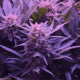 Auto Blueberry
