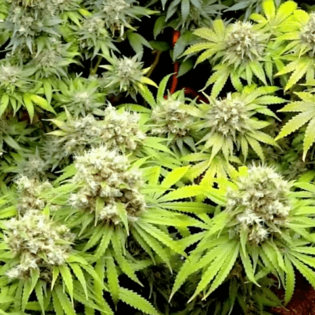 Насіння конопель Auto Haze (Smile Seeds)