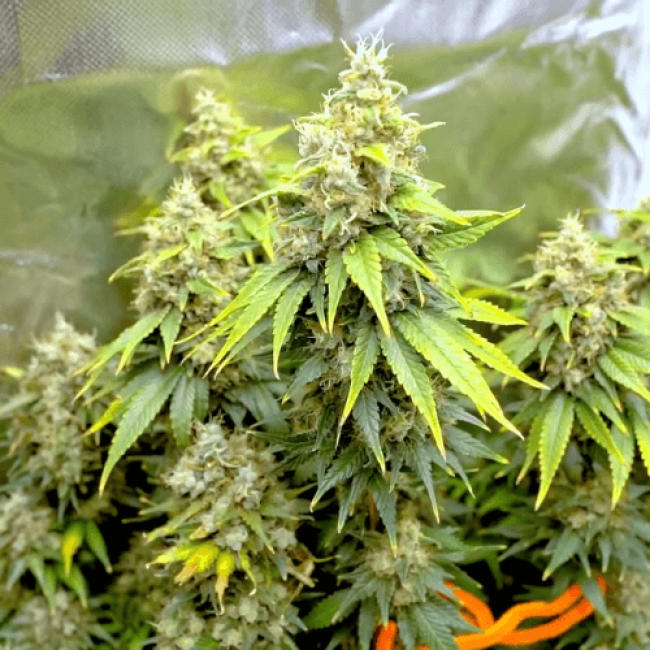 Насіння конопель Auto Haze (Smile Seeds)