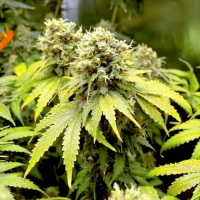 Auto Haze