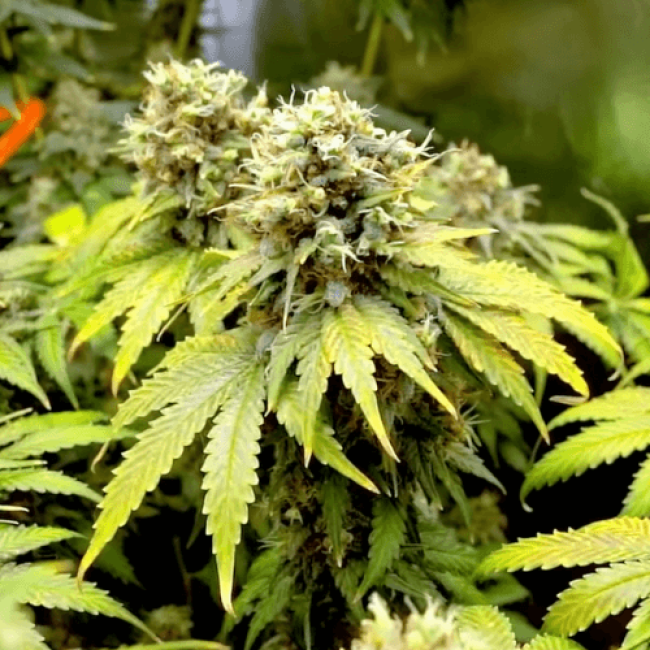 Насіння конопель Auto Haze (Smile Seeds)