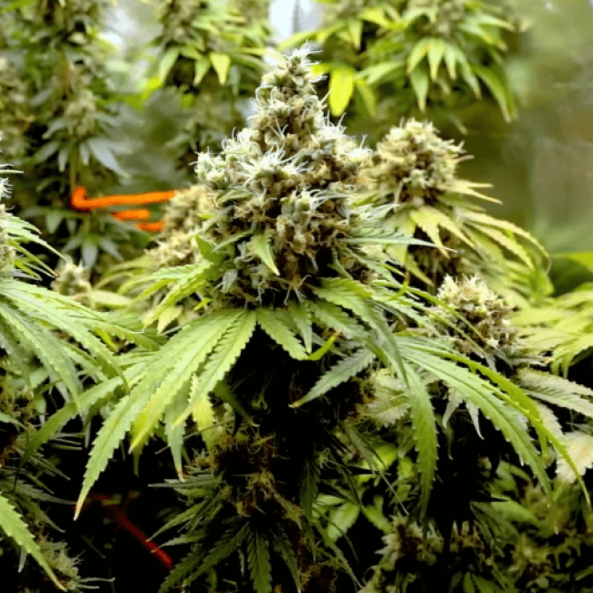 Насіння конопель Auto Haze (Smile Seeds)