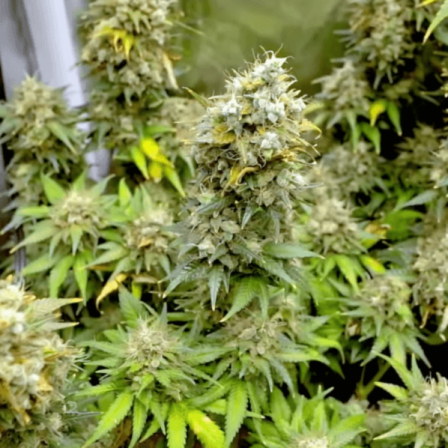 Насіння конопель Auto Haze (Smile Seeds)