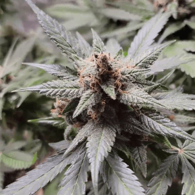 Семена конопли Auto Skunk Fem Семена конопли Auto Skunk Fem
