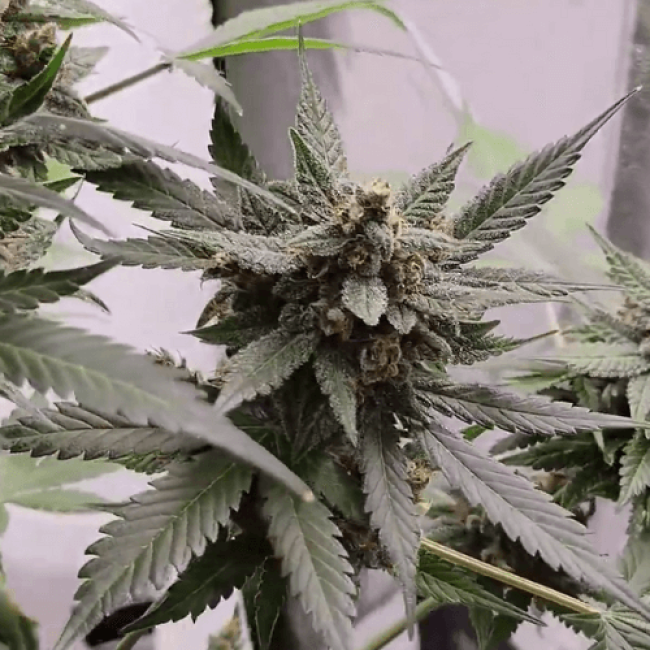 Семена конопли Auto Skunk Fem