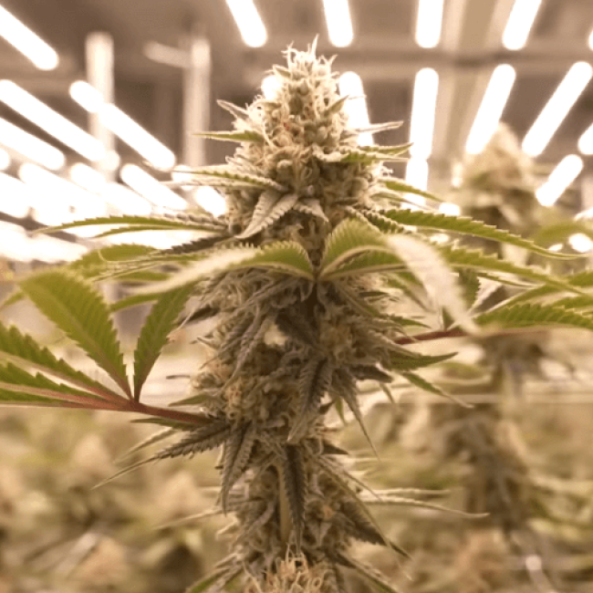 Насіння коноплі Critical Kush Fem