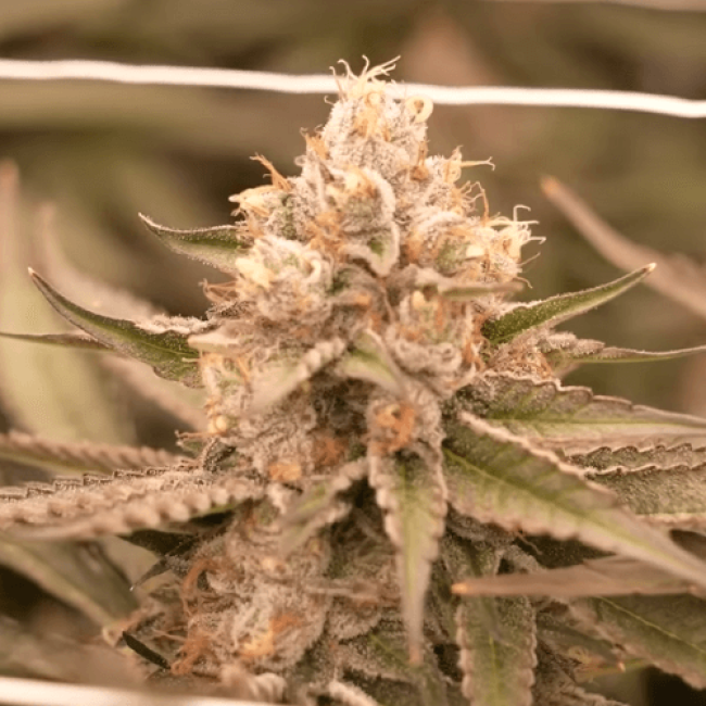 Насіння коноплі Critical Kush Fem Насіння коноплі Critical Kush Fem