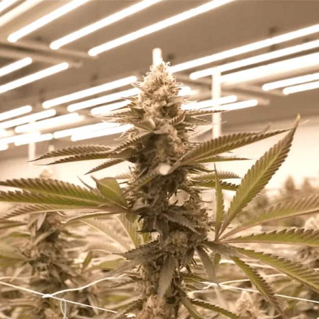 Насіння коноплі Critical Kush Fem