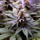 Auto Critical