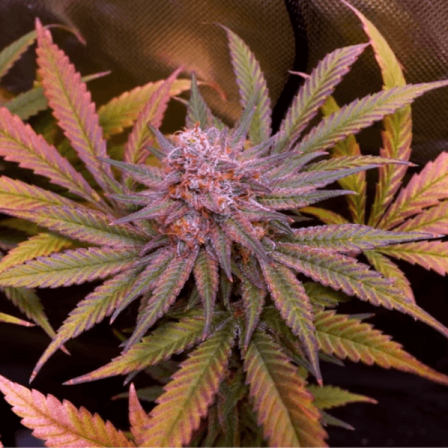 Насіння конопель Double Skunk Fem